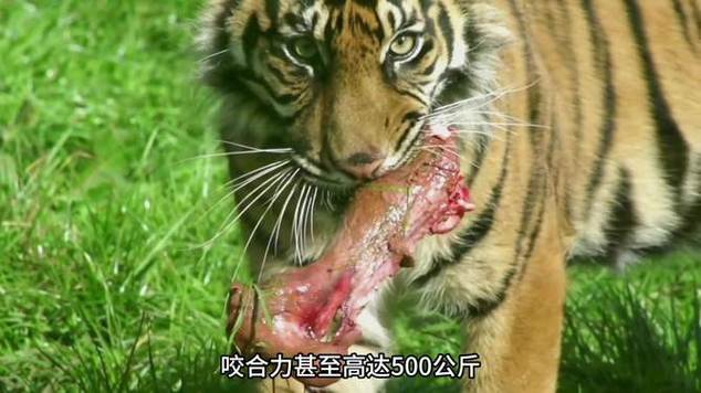 新奥今晚特马上9点30和摸老虎屁股遭扑咬与摸老虎屁股遭扑咬视频