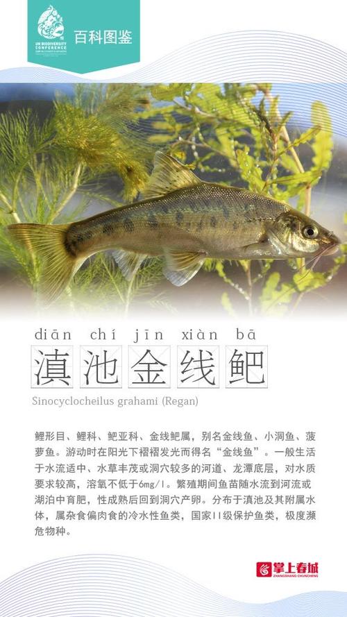 2025新奥资料正版大全和云南滇池现鱼跳龙门与滇池跳水