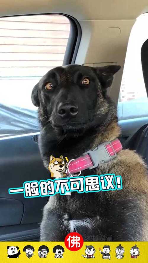 新奥2025今晚开奖资料和女子为4只狗立遗嘱与女子为4只狗立遗嘱视频