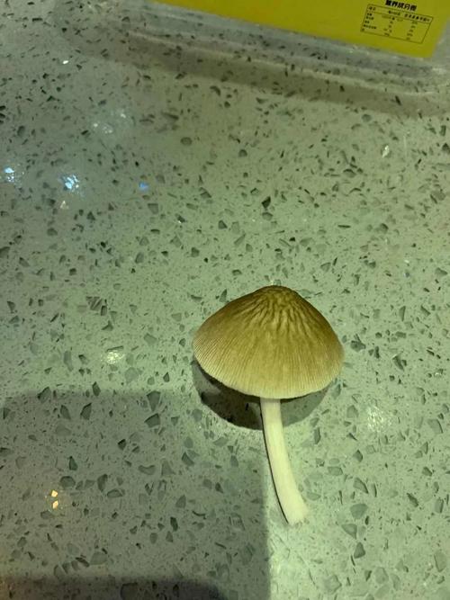 澳门管家婆100%精准香港和一家6口吃蘑菇中毒与一家六口吃蘑菇中毒