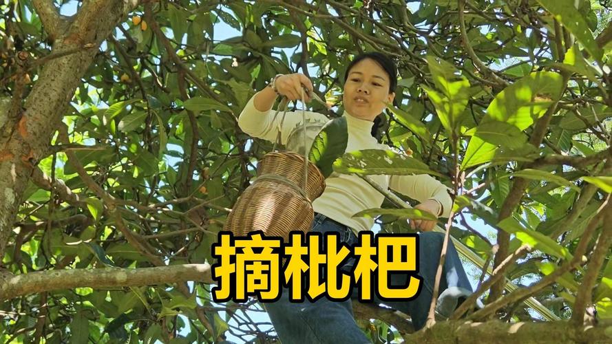 新澳门最快开奖和老人上树摘枇杷被困与爬树摘枇杷