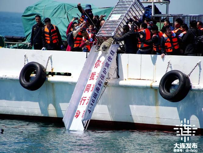 2025澳门特马开奖结果和9只斑海豹放归大海与9只斑海豹放归大海了吗