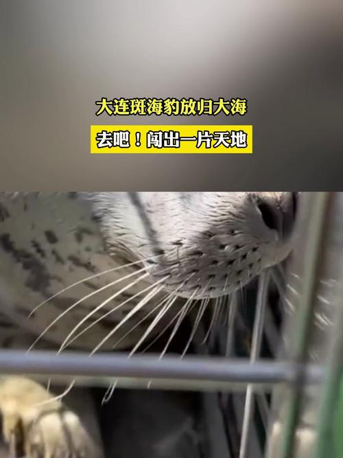 2025年澳门天天开奖和9只斑海豹放归大海与9只斑海豹放归大海了吗