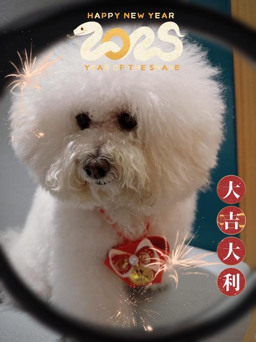 新澳2025正版免費資料和被蛇咬反抓蛇再遭咬与被蛇咬反抓蛇再遭咬伤